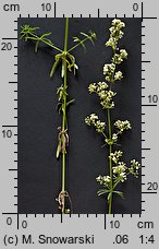 Galium album (przytulia biała)