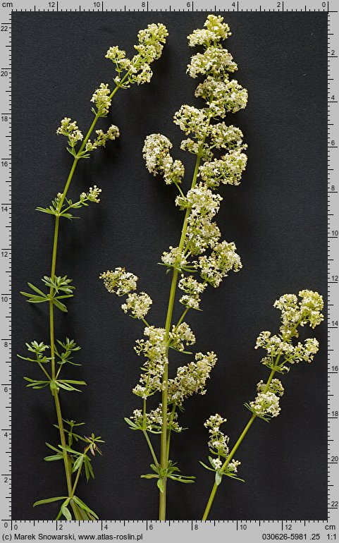 Galium album (przytulia biała)