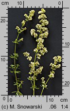 Galium album (przytulia biała)