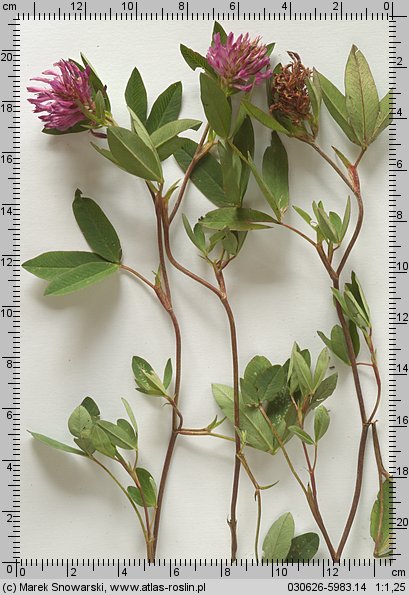 Trifolium medium (koniczyna pogięta)