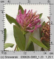 Trifolium medium (koniczyna pogięta)