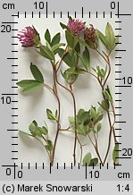 Trifolium medium (koniczyna pogięta)