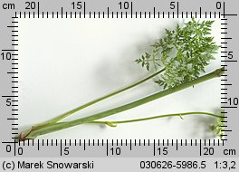 Peucedanum oreoselinum (gorysz pagórkowy)