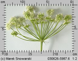 Peucedanum oreoselinum (gorysz pagórkowy)