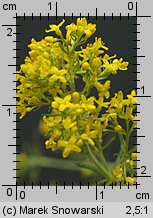 Galium verum s.str. (przytulia właściwa)