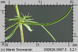 Galium verum (przytulia właściwa)