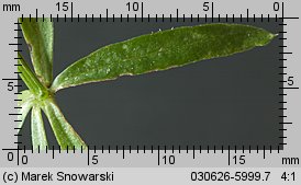 Galium verum (przytulia właściwa)