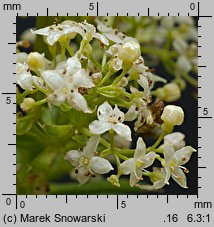 Galium album (przytulia biała)