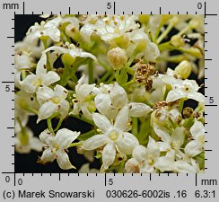 Galium album (przytulia biała)