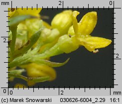 Galium verum (przytulia właściwa)