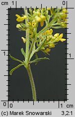 Galium verum (przytulia właściwa)