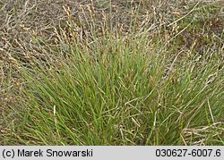 Carex ovalis (turzyca zajęcza)