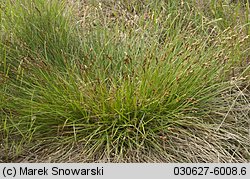 Carex ovalis (turzyca zajęcza)