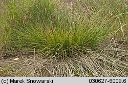 Carex ovalis (turzyca zajęcza)