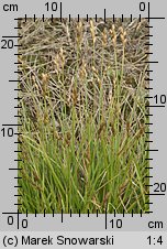 Carex ovalis (turzyca zajęcza)