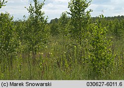 Oenothera biennis (wiesiołek dwuletni)