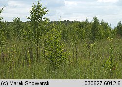 Oenothera biennis (wiesiołek dwuletni)