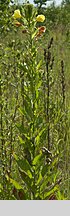 Oenothera biennis (wiesiołek dwuletni)