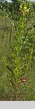 Oenothera biennis (wiesiołek dwuletni)