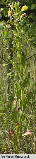 Oenothera biennis s.str. (wiesiołek dwuletni)