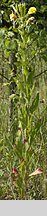 Oenothera biennis s.str. (wiesiołek dwuletni)