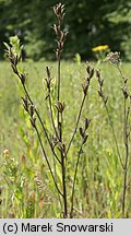 Oenothera biennis (wiesiołek dwuletni)