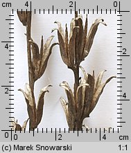 Oenothera biennis s.str. (wiesiołek dwuletni)