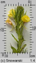 Oenothera biennis (wiesiołek dwuletni)