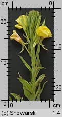 Oenothera biennis (wiesiołek dwuletni)