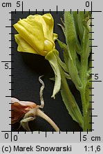 Oenothera biennis s.str. (wiesiołek dwuletni)