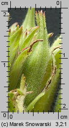 Oenothera biennis (wiesiołek dwuletni)