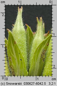 Oenothera biennis (wiesiołek dwuletni)