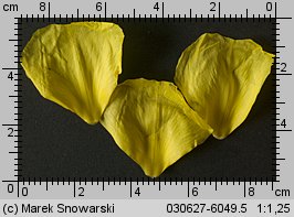 Oenothera biennis (wiesiołek dwuletni)