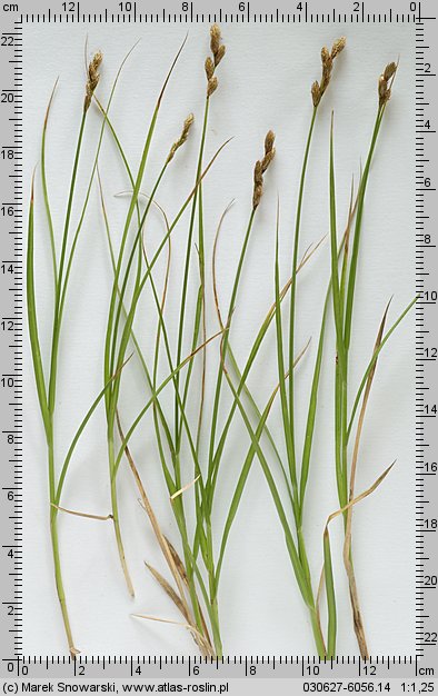 Carex ovalis (turzyca zajęcza)