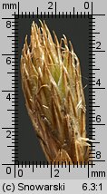 Carex ovalis (turzyca zajęcza)