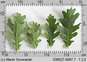 Quercus robur (dąb szypułkowy)