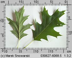 Quercus rubra (dąb czerwony)