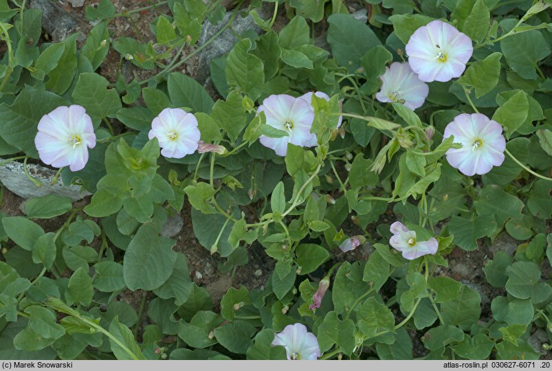 Convolvulus arvensis (powój polny)