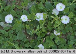 Convolvulus arvensis (powój polny)