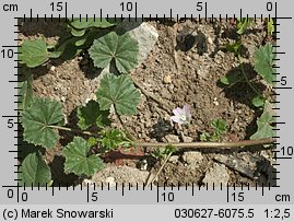 Malva neglecta (ślaz zaniedbany)