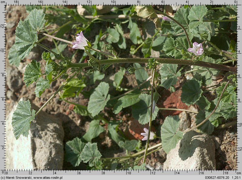 Malva neglecta (ślaz zaniedbany)