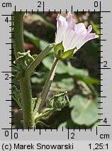 Malva neglecta (ślaz zaniedbany)