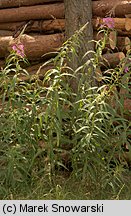 Epilobium angustifolium (wierzbówka kiprzyca)