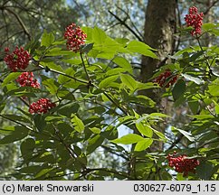 Sambucus racemosa (bez koralowy)