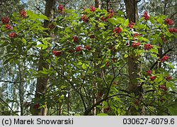 Sambucus racemosa (bez koralowy)