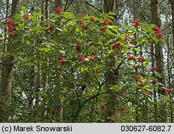 Sambucus racemosa (bez koralowy)