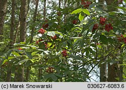 Sambucus racemosa (bez koralowy)