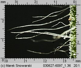 Agrimonia procera (rzepik wonny)