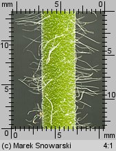 Agrimonia procera (rzepik wonny)