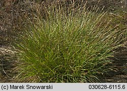 Carex ovalis (turzyca zajęcza)